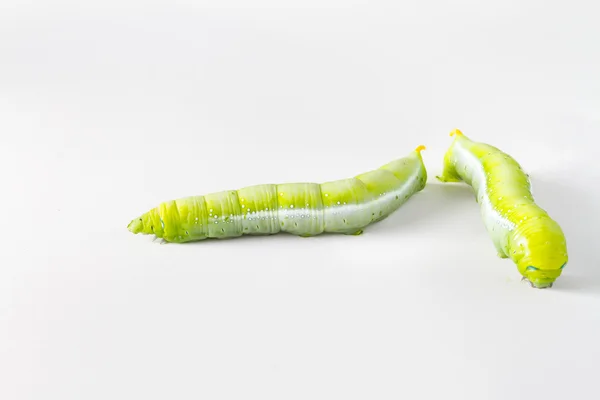 Green caterpillar worm on white