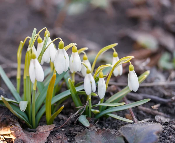 Snowdrop in yellowed leaves