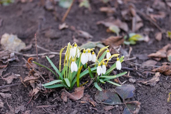 Snowdrop in yellowed leaves