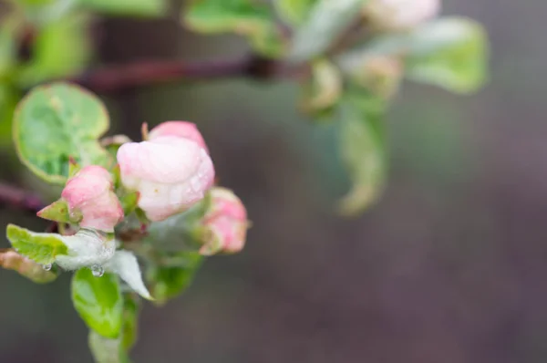 Water drops on flowers of an apple-tree