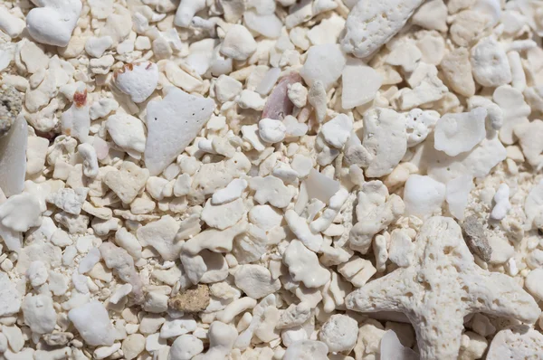 Sand background with small parts of shells and coral