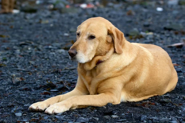 Golden labrador retriever laying on gravel bar in Seward