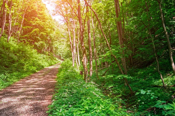 Enchanted forest path