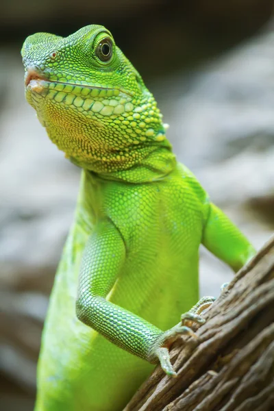 Iguana