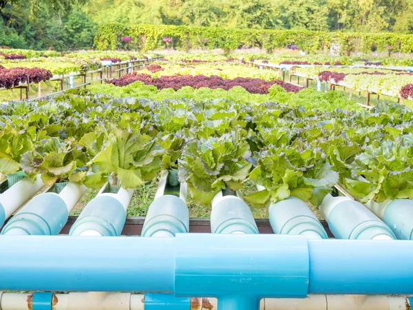 Pipe and vegetable in hydroponic line