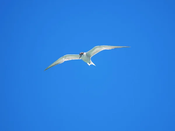 Small seagull bird flying in midair on blue