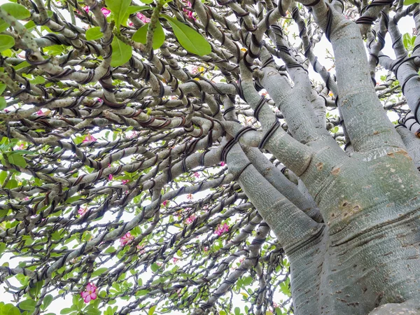 Adenium obesum tree also known as Desert Rose,