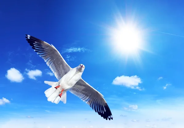 Seagull on blue with the sun