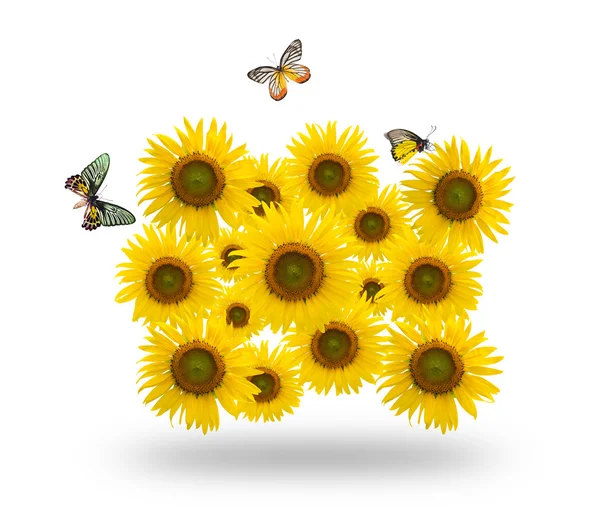Sun flowers and butterflies on white background