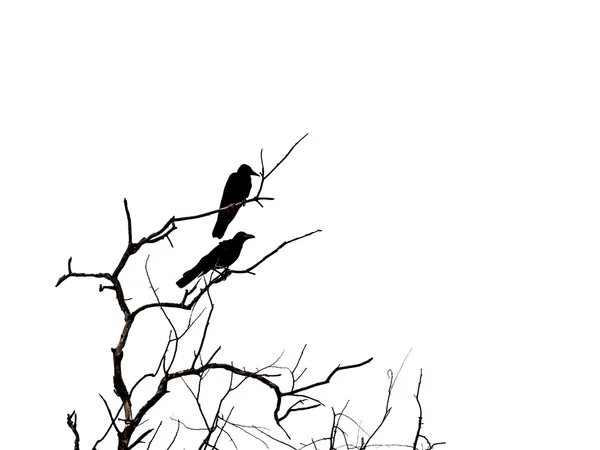 Silhouette branch of dead tree and crow isolated