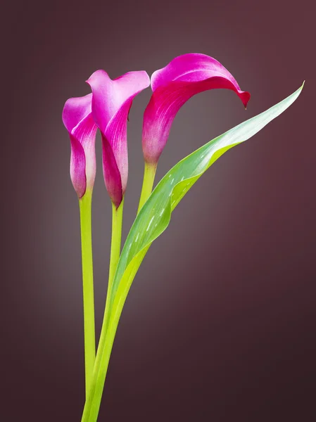 Beautiful calla lily isolated