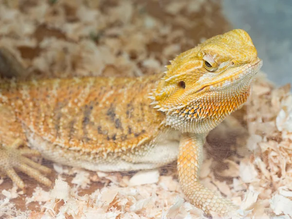 Lizard head showing details of eye