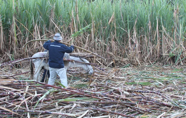 Man Loads Sugarcane on Small Donkey in Peru