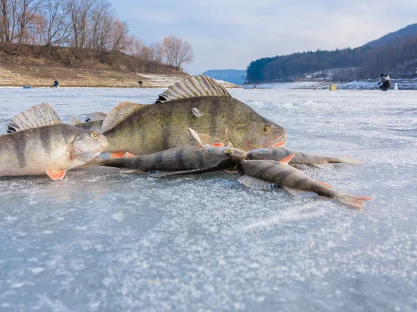 Winter fishing. Fish on ice. Freshly caught fish on ice. ice Fishing