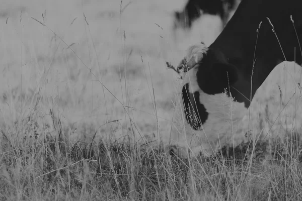 Livestock in the pasture. Photo of cows in the field. Photo for farmers and Natural magazines and websites.