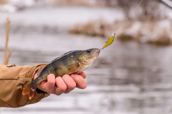 Fishing for perch. Fisherman on the river bank. Sport fishing. The caught fish.