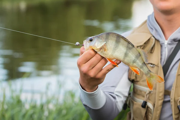 Fisherman holding a perch in hand
