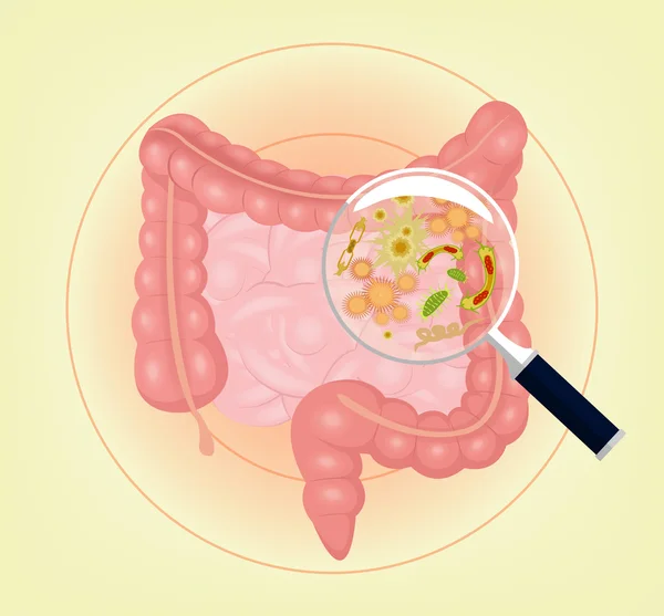 Vector intestines with bacteria, germs and magnifier. Vector illustration