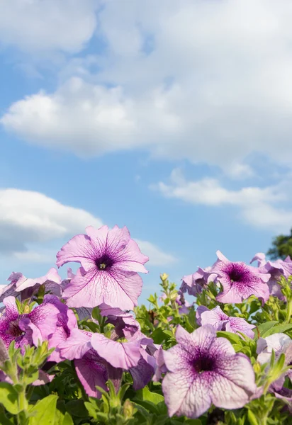Purple petunia flowers with cloud and sky