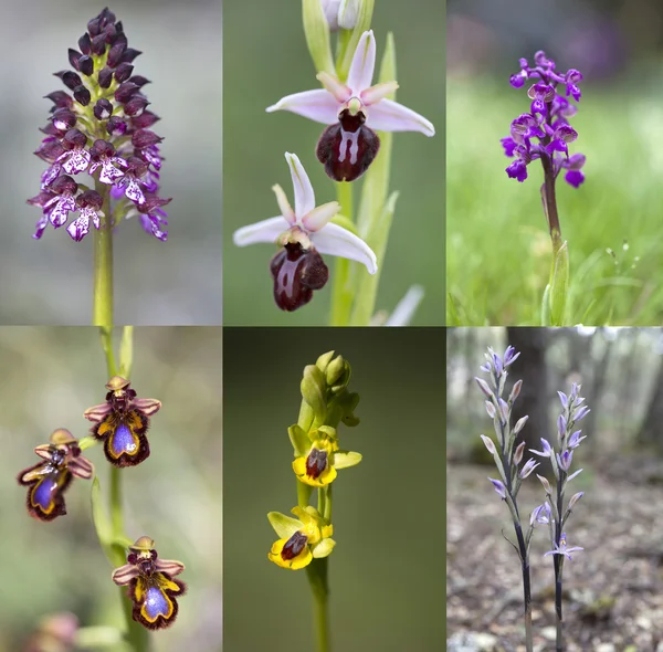 Common wild orchid flowers of western Europe