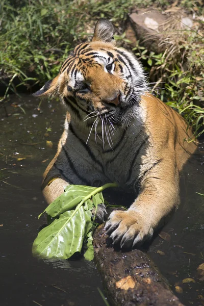 Portrait of male tiger in different activities