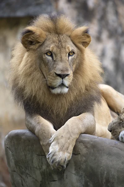 Male lion face resting on top of a rock