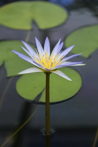 Blue Lotus of Egypt (Nymphaea Caerulea)