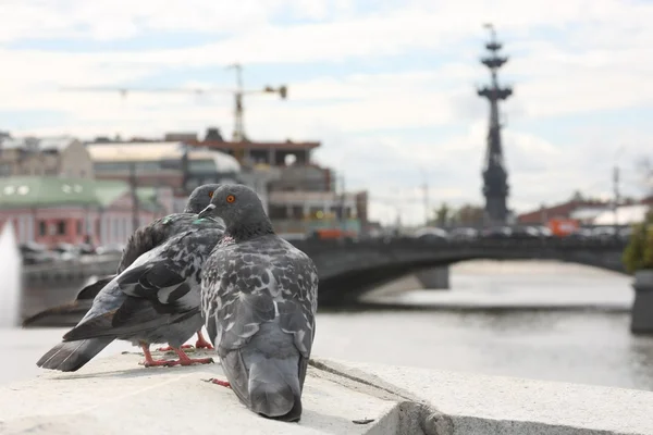 City pigeon Grey city pigeon city