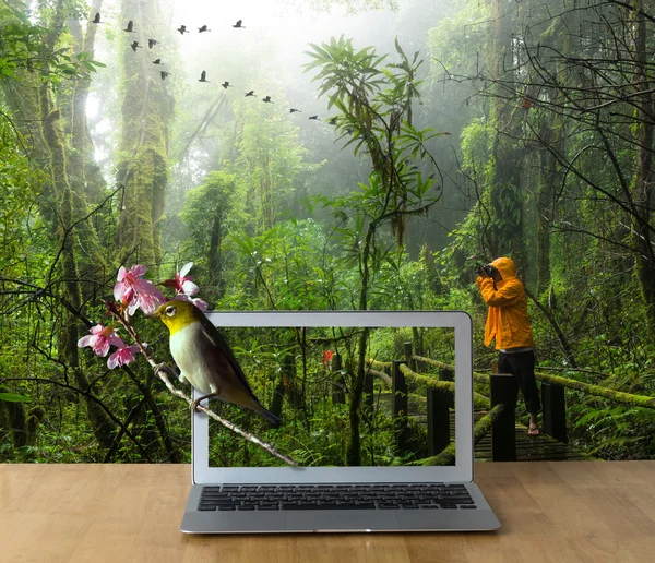 Laptop on wooden table showing bird