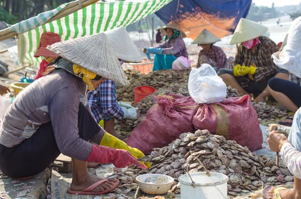 MUINE, VIETNAM - SEP 19, 2012: Many Undefined Vietnamese women sort seashells on the shore at muine fisherman village on September 19, 2012.