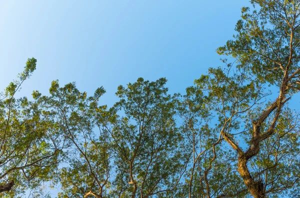 Branch and Leaf of tree on blue sky for background