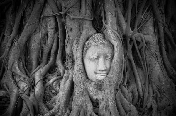 Head of sand stone buddha in a tree at Wat Mahathat, Ayutthaya, Thailand, public temple