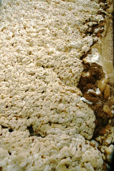 The foam during beer fermentation