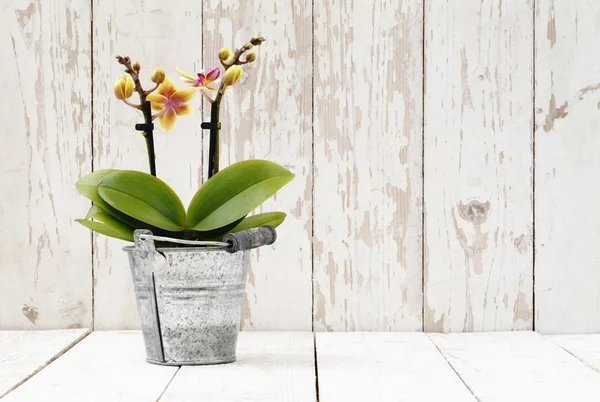 Yellow orchid in metal pot, on white wooden planks