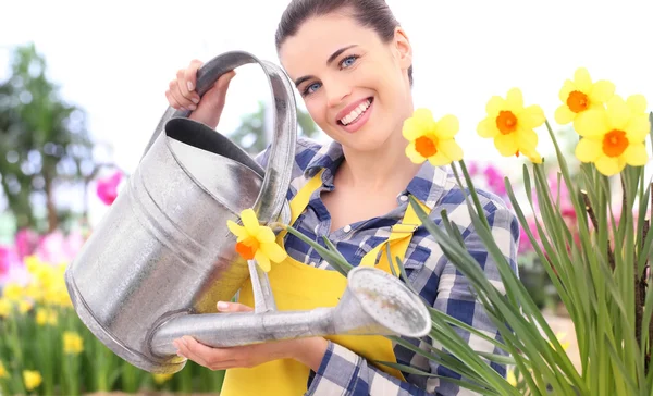 Gardening smiling woman with watering can. narcissus flowerbed