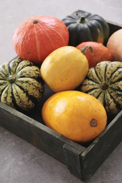 Squash vegetable selection