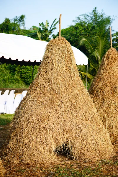 Rice straw in organic farmland