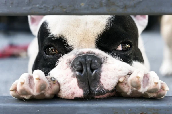 Funny French bulldog waiting at house door