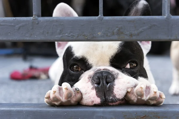 Funny French bulldog waiting at house door