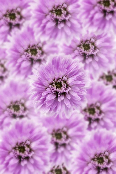 Purple chrysanthemum background