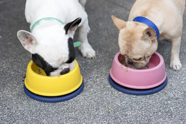 Two French bulldogs eating food ,close up