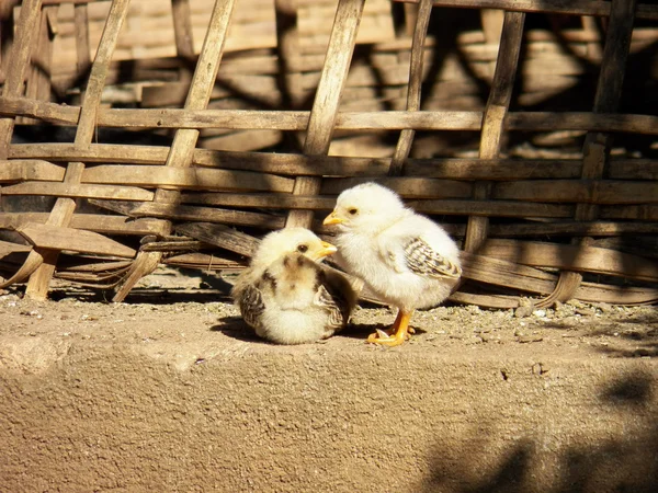 Little chick warming the body in winter season