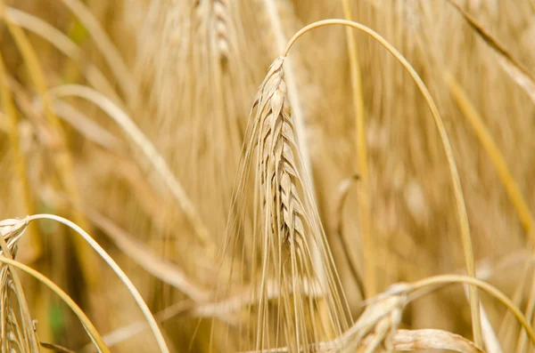 Wheat and ear of wheat
