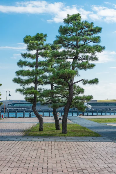 Japanese tree in the yokohama park