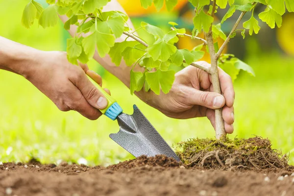 Hand Planting Small Tree with roots in a garden