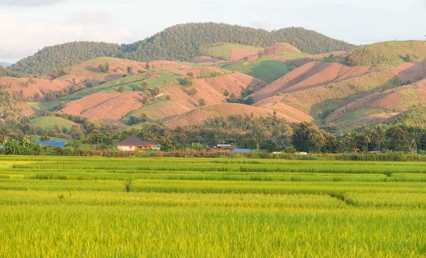 Rice farm with farmer\'s hut, countryside of Thailand