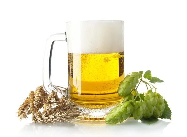 Mug of beer on table with hop cones, ears of wheat isolated on white