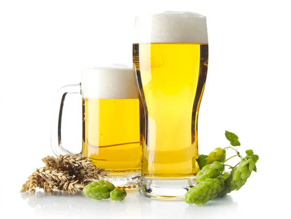 Mugs of beer on table with hop cones, ears of wheat isolated on white