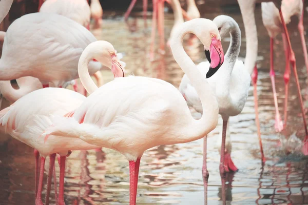 Beautiful pink flamingos in nature