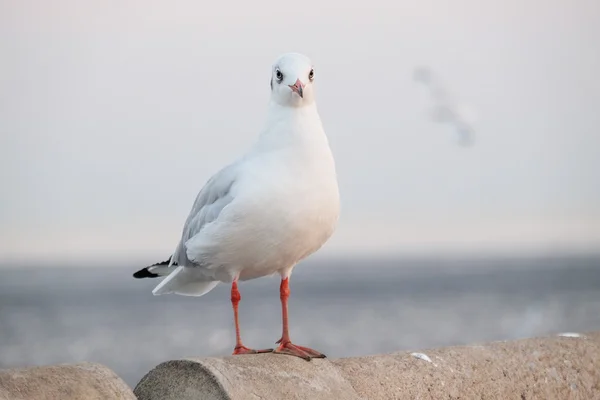 White seagull standing on the concrete - Soft Focus